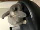 Rabbit Rabbits for sale in Levittown, PA 19056, USA. price: $80