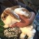 Rabbit Rabbits for sale in Dayton, OH, USA. price: NA