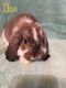 Rabbit Rabbits for sale in Scottsburg, IN 47170, USA. price: NA