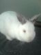 Rabbit Rabbits for sale in Trenton, NC 28585, USA. price: $20