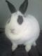 Rabbit Rabbits for sale in Trenton, NC 28585, USA. price: $40