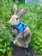 Rabbit Rabbits for sale in Battle Ground, WA, USA. price: NA