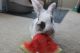 Rabbit Rabbits for sale in Minneapolis, MN, USA. price: NA