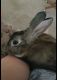 Rabbit Rabbits for sale in Greer, SC, USA. price: $60
