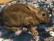 Rabbit Rabbits for sale in Huntley, IL 60142, USA. price: $40