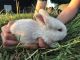 Rabbit Rabbits for sale in Mediapolis, IA 52637, USA. price: NA
