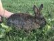 Rabbit Rabbits for sale in Mediapolis, IA 52637, USA. price: NA