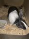 Rabbit Rabbits for sale in Riverside, CA, USA. price: NA