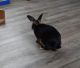 Rabbit Rabbits for sale in Fort Wayne, IN, USA. price: NA