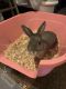 Rabbit Rabbits for sale in 546 Mayland St, Philadelphia, PA 19144, USA. price: $350