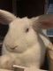 Rabbit Rabbits for sale in Fayetteville, NC, USA. price: NA