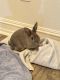 Rabbit Rabbits for sale in Flower Mound, TX, USA. price: $100