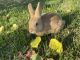 Rabbit Rabbits for sale in Hanford, CA 93230, USA. price: NA