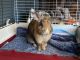 Rabbit Rabbits for sale in Rancho Cucamonga, CA, USA. price: NA
