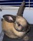 Rabbit Rabbits for sale in Sacramento, CA, USA. price: $70