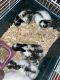 Rabbit Rabbits for sale in Milwaukee, WI, USA. price: NA