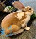 Rabbit Rabbits for sale in Lacey, WA, USA. price: NA