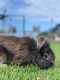 Rabbit Rabbits for sale in Kaneohe, HI 96744, USA. price: $20