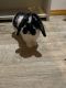 Rabbit Rabbits for sale in St Lucie County, FL, USA. price: NA