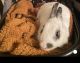 Rabbit Rabbits for sale in Capitol Heights, MD 20743, USA. price: NA