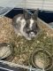 Rabbit Rabbits for sale in 501 S Lorena St, Los Angeles, CA 90063, USA. price: NA