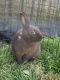 Rabbit Rabbits for sale in San Bernardino, CA, USA. price: NA