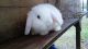 Holland Lop Rabbits for sale in Lancaster, PA, USA. price: NA