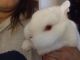 Netherland Dwarf rabbit Rabbits for sale in Grantsville, UT 84029, USA. price: NA