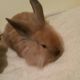 Lionhead rabbit Rabbits for sale in Allentown, PA, USA. price: NA
