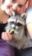 Raccoon Animals for sale in New York, NY, USA. price: NA