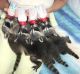 Raccoon Animals for sale in Dubai - Dubai - United Arab Emirates. price: NA