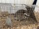 Raccoon Animals for sale in Cedar Rapids, IA, USA. price: $15