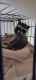 Raccoon Animals for sale in Galveston, TX, USA. price: NA