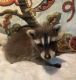 Raccoon Animals for sale in 4125 Lake Lawne Ave, Orlando, FL 32808, USA. price: $500