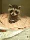 Raccoon Animals for sale in San Diego, CA, USA. price: NA