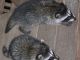 Raccoon Animals for sale in Indianapolis, IN, USA. price: NA