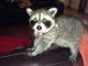 Raccoon Animals for sale in East Los Angeles, CA, USA. price: NA