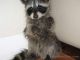 Raccoon Animals for sale in East Los Angeles, CA, USA. price: NA