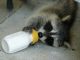 Raccoon Animals for sale in Clifton, NJ, USA. price: NA