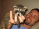 Raccoon Animals for sale in Bakersfield, CA 93313, USA. price: NA