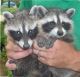 Raccoon Animals for sale in Chicago, IL 60601, USA. price: $380