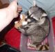 Raccoon Animals for sale in 2031 Texas Ave, Texas City, TX 77590, USA. price: $600