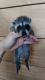 Raccoon Animals for sale in 2031 Texas Ave, Texas City, TX 77590, USA. price: $550