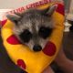 Raccoon Animals for sale in Dallas, TX, USA. price: NA