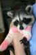 Raccoon Animals for sale in 14 Blackstock Rd, Inman, SC 29349, USA. price: NA