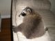 Raccoon Animals for sale in 1600 Mapleton Ave, Bismarck, ND 58503, USA. price: NA