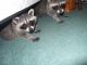 Raccoon Animals for sale in Los Angeles, CA, USA. price: NA