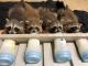 Raccoon Animals for sale in Del Rey Oaks, CA 93940, USA. price: NA