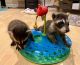 Raccoon Animals for sale in Augusta, GA, USA. price: NA