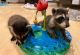 Raccoon Animals for sale in 326 Schenck Ave, Brooklyn, NY 11207, USA. price: NA
